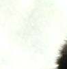 my cat